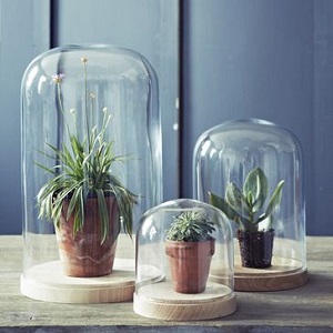 Glass Cloches are the new Vase